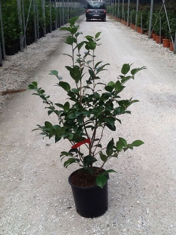  Camellia (Camellia Japonica 'Black Lace')