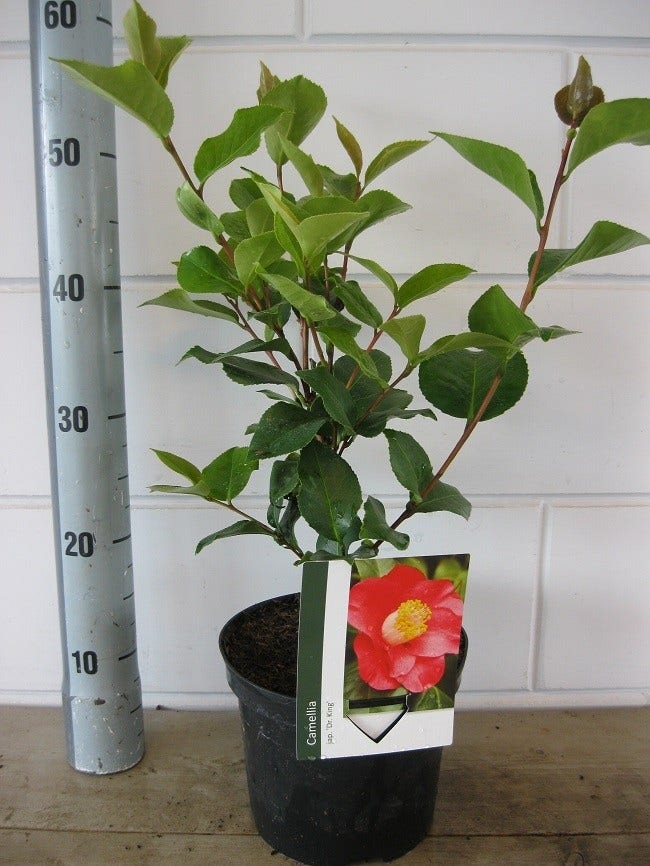  Camelia (Camellia Japonica 'Dr. King')
