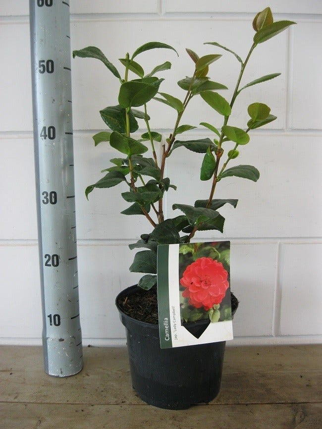  Camelia (Camellia Japonica 'Lady Campbell')