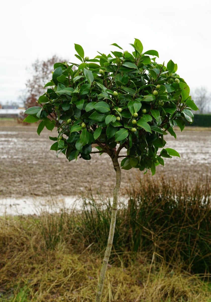  Camelia Op Stam (Camellia Japonica)