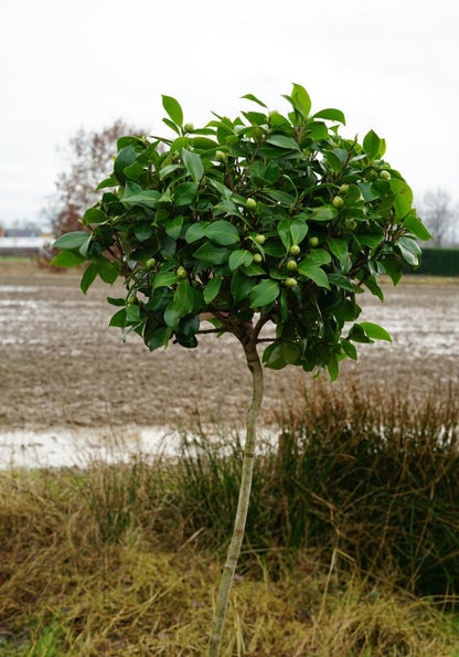  Camelia Op Stam (Camellia Japonica)