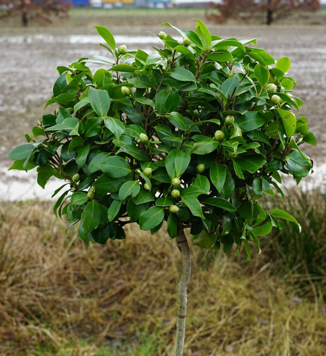  Camelia Op Stam (Camellia Japonica)