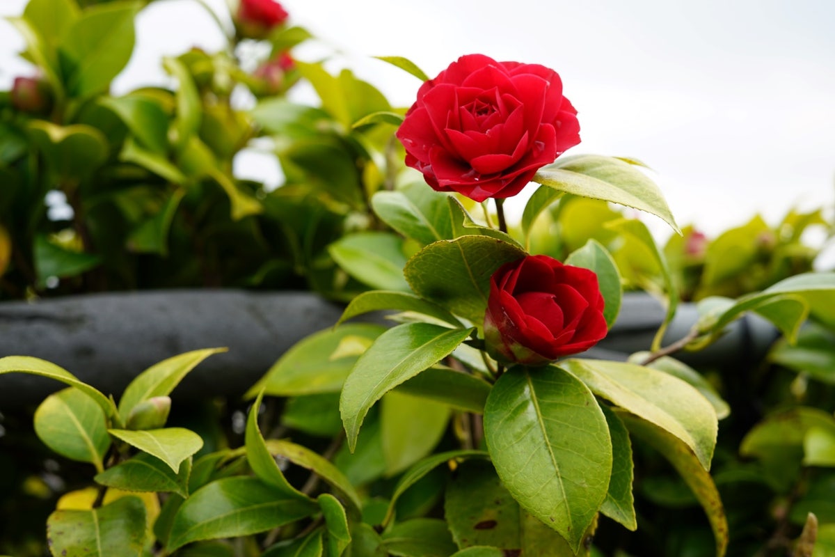 Camelia Op Stam (Camellia Japonica)