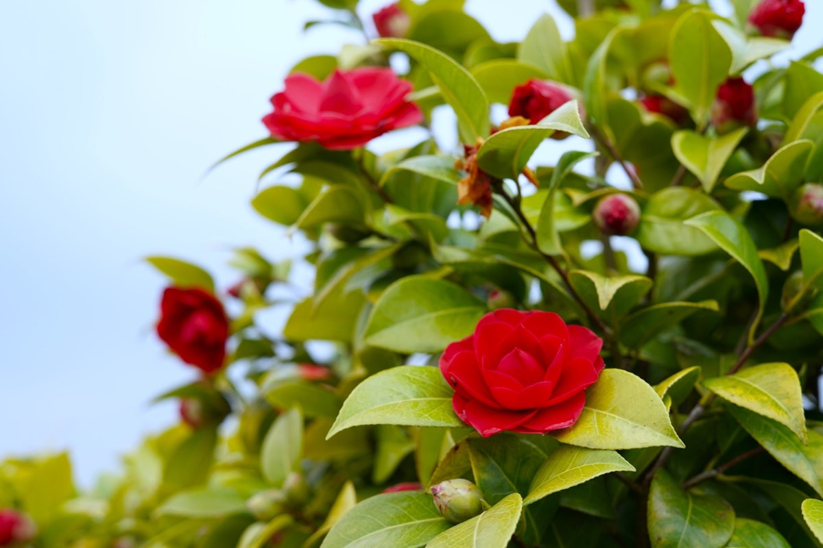  Camelia Op Stam (Camellia Japonica)