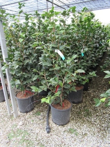  Camelia (Camellia, Rood)