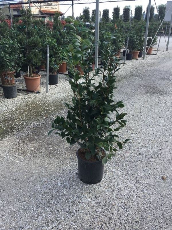  Camellia (Camellia Japonica 'Black Lace')