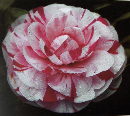  Camelia (Camellia Japonica 'Bonomiana')
