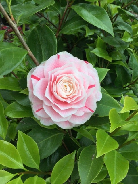  Camelia (Camellia Japonica 'Bonomiana')