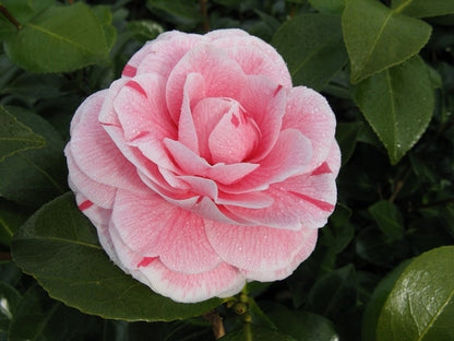  Camelia (Camellia Japonica 'Bonomiana')