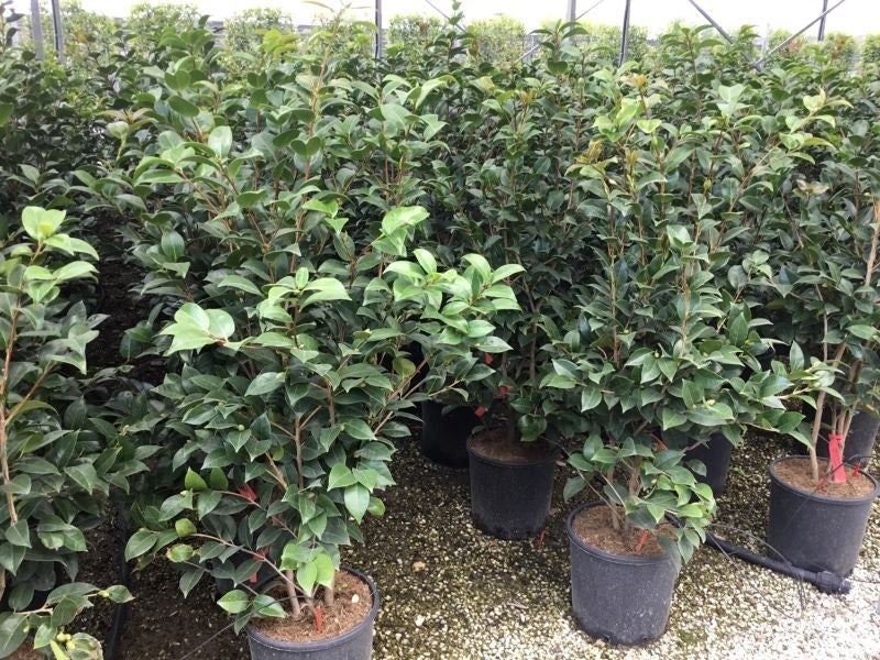  Camellia (Camellia Japonica 'Black Lace')