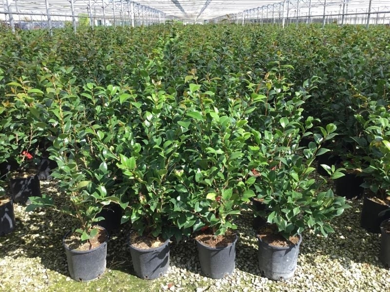  Camelia (Camellia 'Debbie')