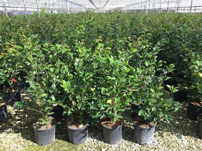  Camelia (Camellia 'Debbie')