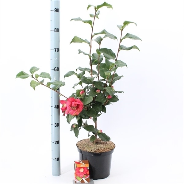 Camelia (Camellia Japonica 'Dr. King')