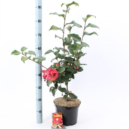  Camelia (Camellia Japonica 'Dr. King')