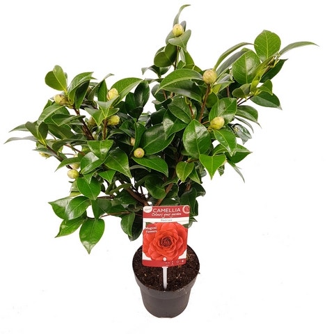  Camellia (Camellia Japonica 'Black Lace')