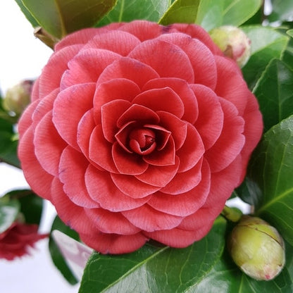  Camellia (Camellia Japonica 'Black Lace')