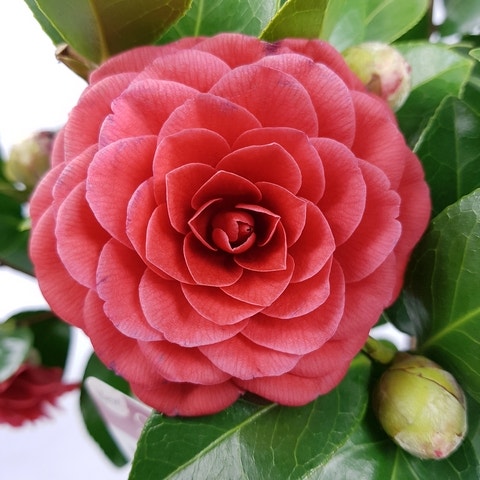  Camellia (Camellia Japonica 'Black Lace')