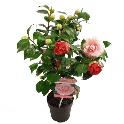  Camelia (Camellia Japonica 'Bonomiana')