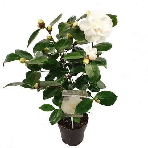  Camelia (Camellia Japonica 'Nuccio's Gem')