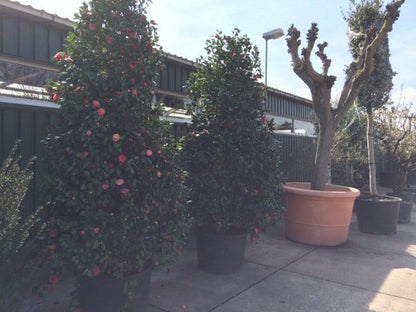  Camelia (Camellia, Rood)
