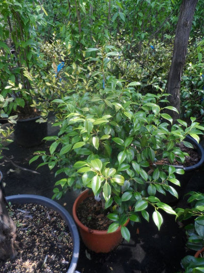  Camelia (Camellia, Rood)