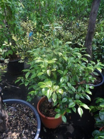  Camelia (Camellia, Rose)