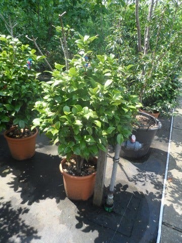  Camelia (Camellia 'Debbie')