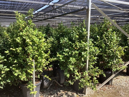 Camellia (Camellia Japonica 'Black Lace')