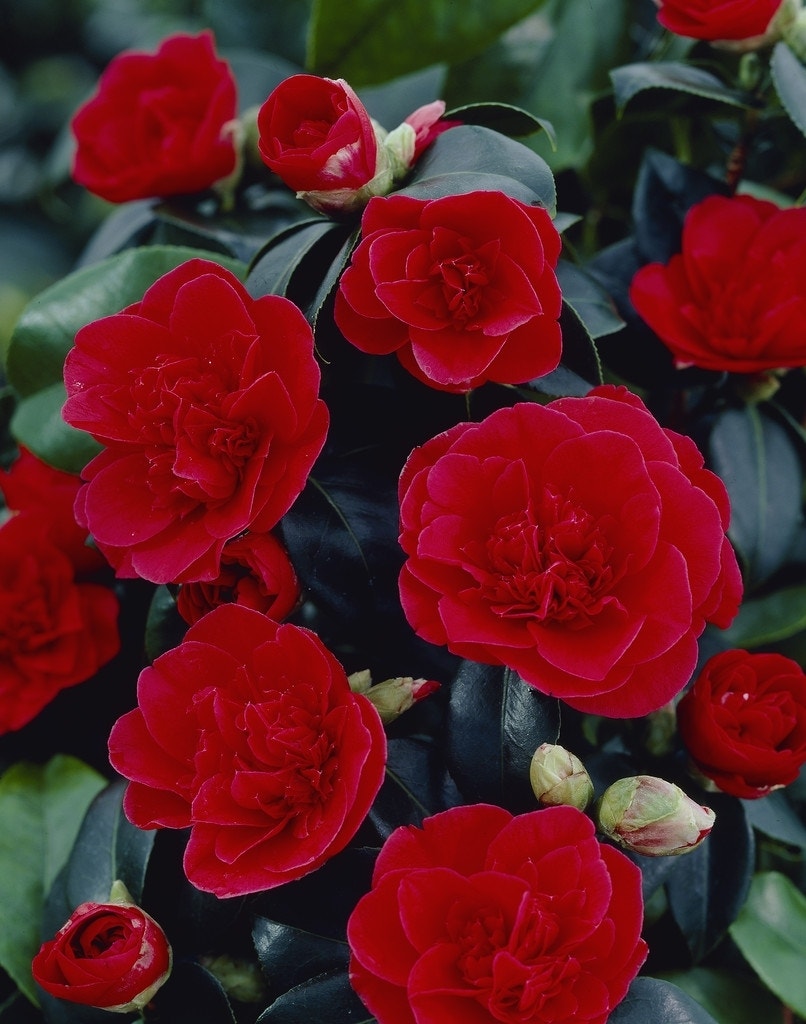  Camelia (Camellia Japonica 'Lady Campbell')