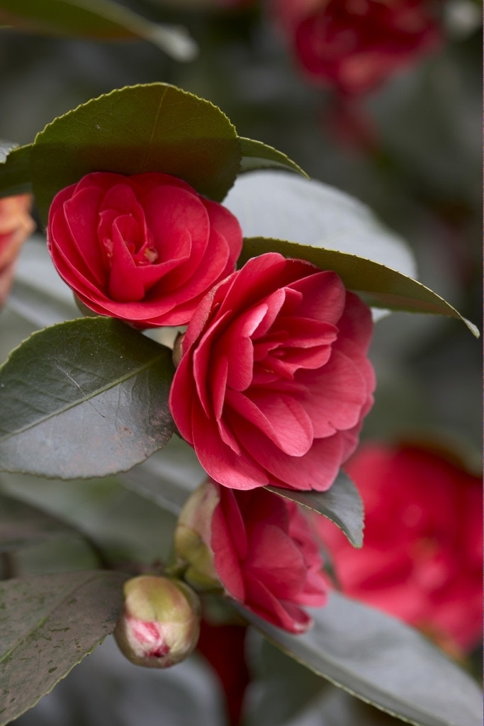 Camelia (Camellia Japonica 'Lady Campbell')