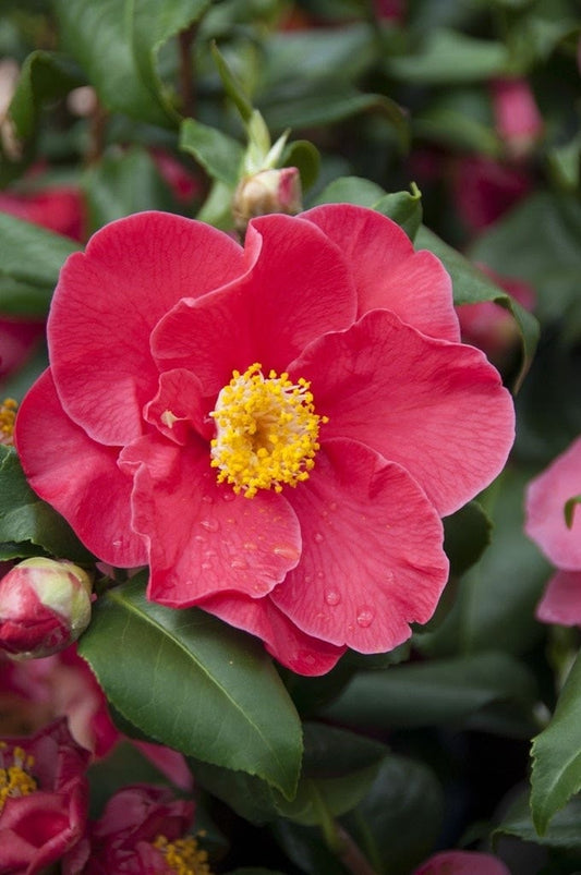  Camelia (Camellia Japonica 'San Dimas')