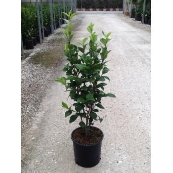  Camelia (Camellia Japonica ‘Perfection White’)