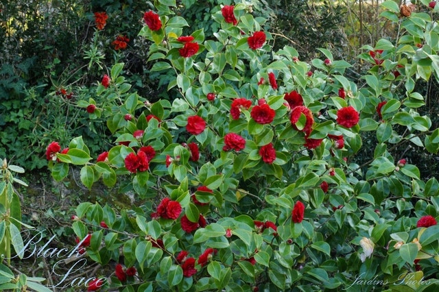  Camellia (Camellia Japonica 'Black Lace')