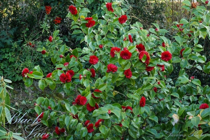  Camellia (Camellia Japonica 'Black Lace')