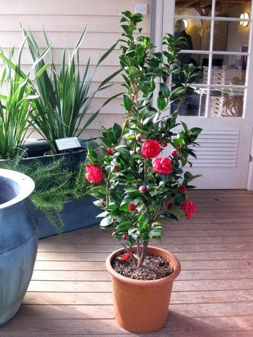  Camellia (Camellia Japonica 'Black Lace')