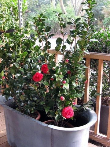  Camellia (Camellia Japonica 'Black Lace')