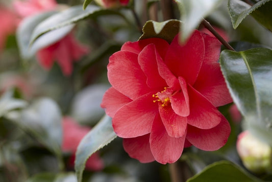  Camelia (Camellia Reticulata 'Mary Williams')