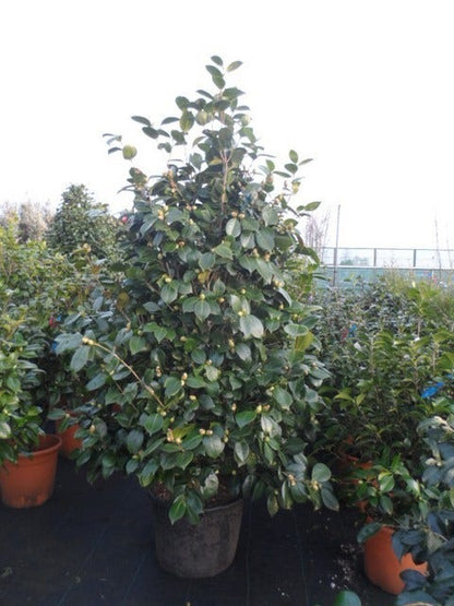  Camelia (Camellia, Rood)