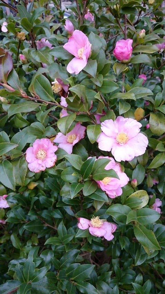  Camelia Als Bonsai (Camellia Sasanqua)
