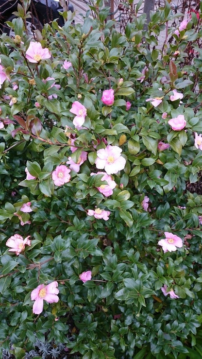  Camelia Als Bonsai (Camellia Sasanqua)