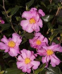  Camelia (Camellia Sasanqua 'Cleopatra')
