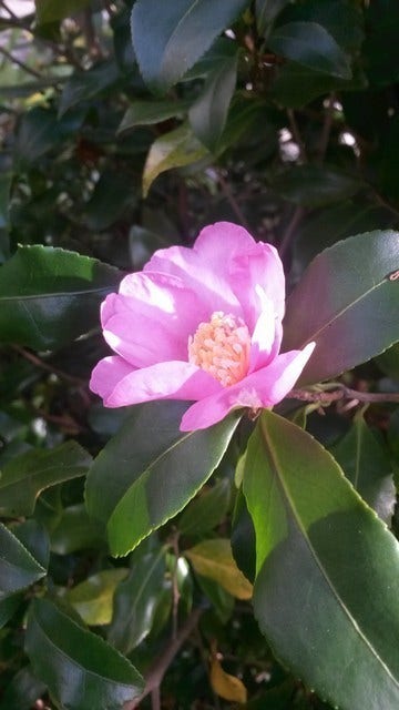  Camelia (Camellia Sasanqua)