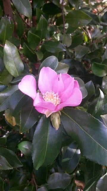  Camelia (Camellia Sasanqua)