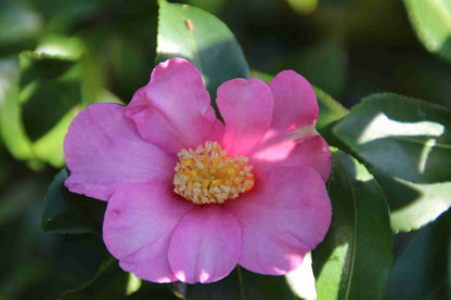  Camelia (Camellia Sasanqua)