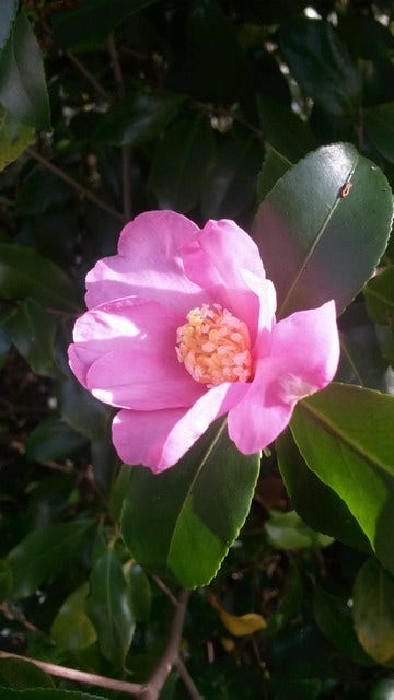  Camelia (Camellia Sasanqua)