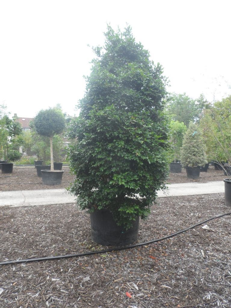 Camelia (Camellia Sasanqua)