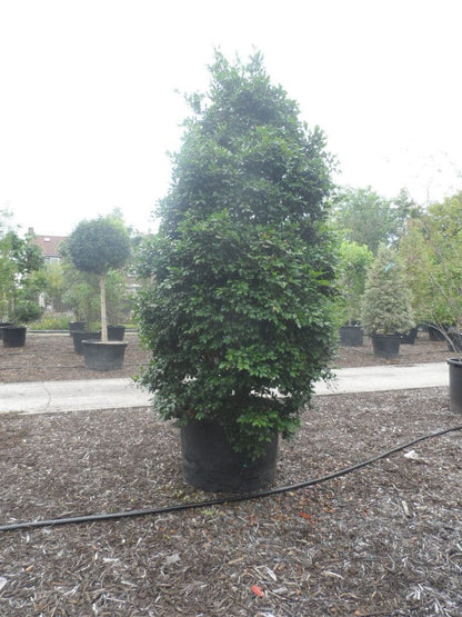  Camelia (Camellia Sasanqua)