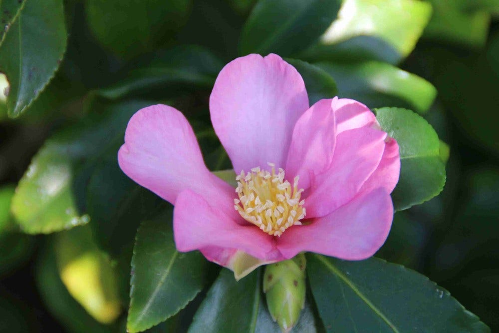  Camelia (Camellia Sasanqua)