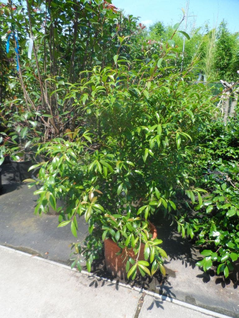  Camelia (Camellia Sasanqua)