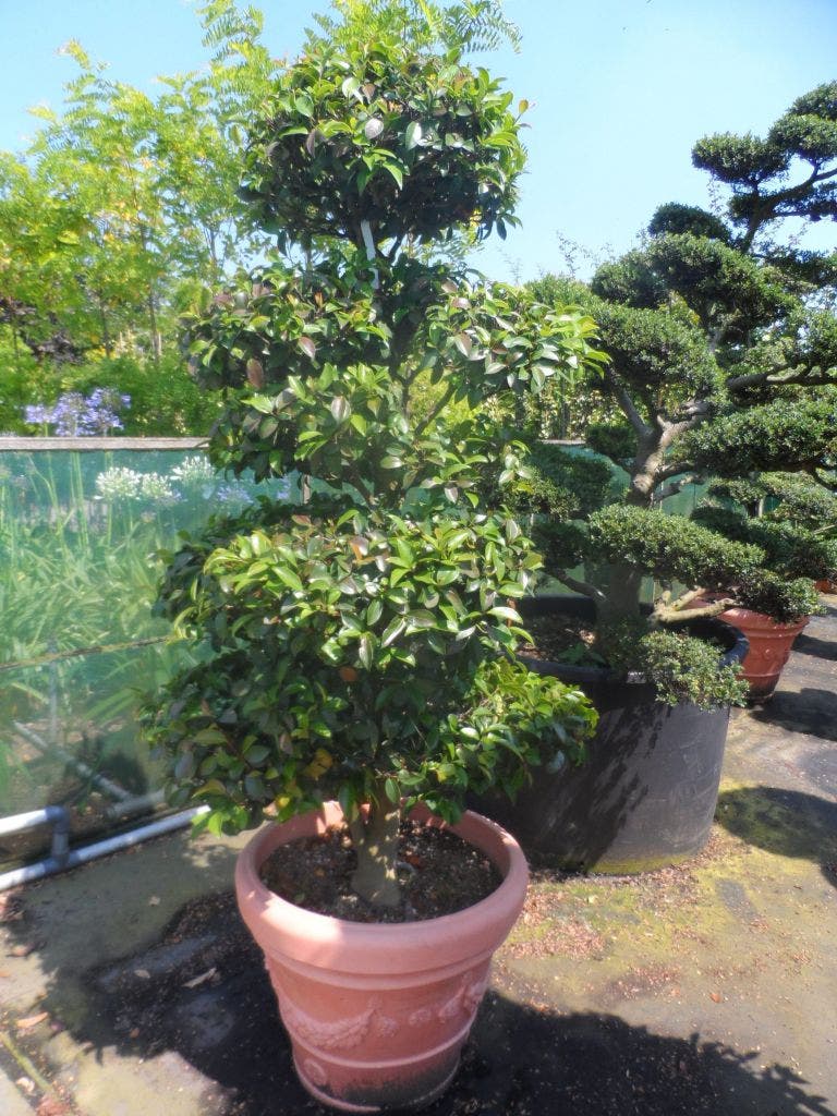  Camelia Als Bonsai (Camellia Sasanqua)